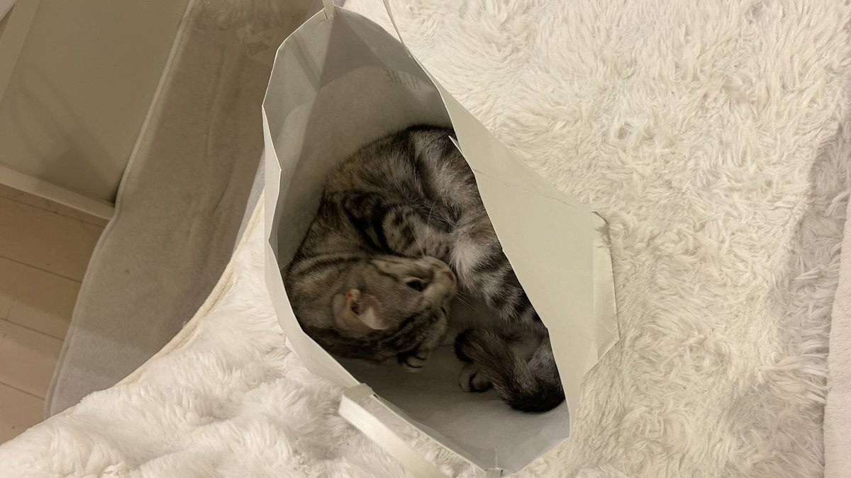 kuonyn's tweet photo. 安定の袋🛍️

#ネコ #猫 #猫のいる生活 #猫好きさんと繫がりたい #かわいいものが好き #cat #動物 #癒し #ネコ部 #猫ジェニック #Francfranc #ふわふわパンケーキ #猫をTL流しちゃおう #肉球 https://t.co/Et28RiZQLK