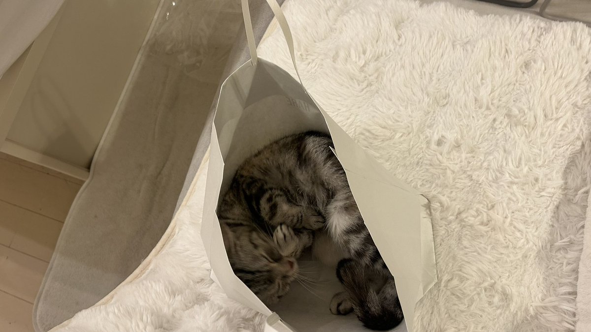 kuonyn's tweet photo. 安定の袋🛍️

#ネコ #猫 #猫のいる生活 #猫好きさんと繫がりたい #かわいいものが好き #cat #動物 #癒し #ネコ部 #猫ジェニック #Francfranc #ふわふわパンケーキ #猫をTL流しちゃおう #肉球 https://t.co/Et28RiZQLK