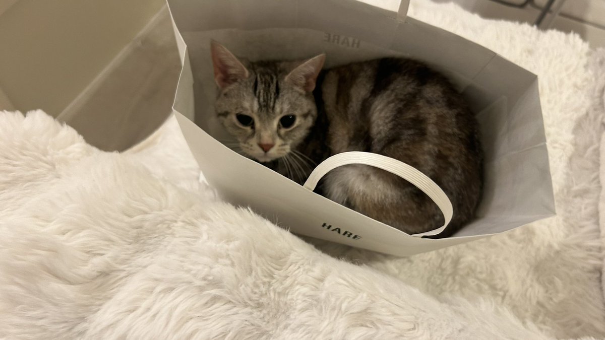 kuonyn's tweet photo. 安定の袋🛍️

#ネコ #猫 #猫のいる生活 #猫好きさんと繫がりたい #かわいいものが好き #cat #動物 #癒し #ネコ部 #猫ジェニック #Francfranc #ふわふわパンケーキ #猫をTL流しちゃおう #肉球 https://t.co/Et28RiZQLK