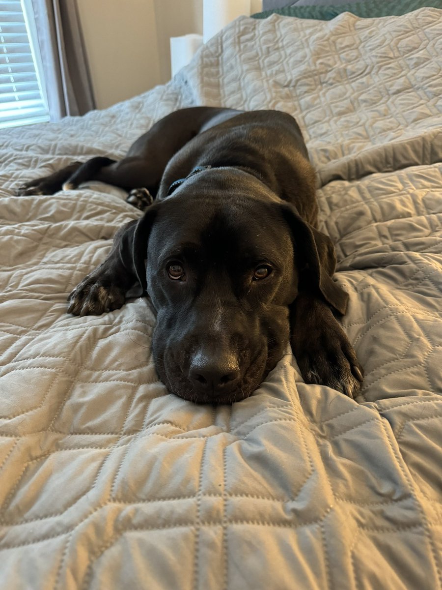 suz31RN's tweet photo. Sad puppy eyes https://t.co/1m6VwDWIo1