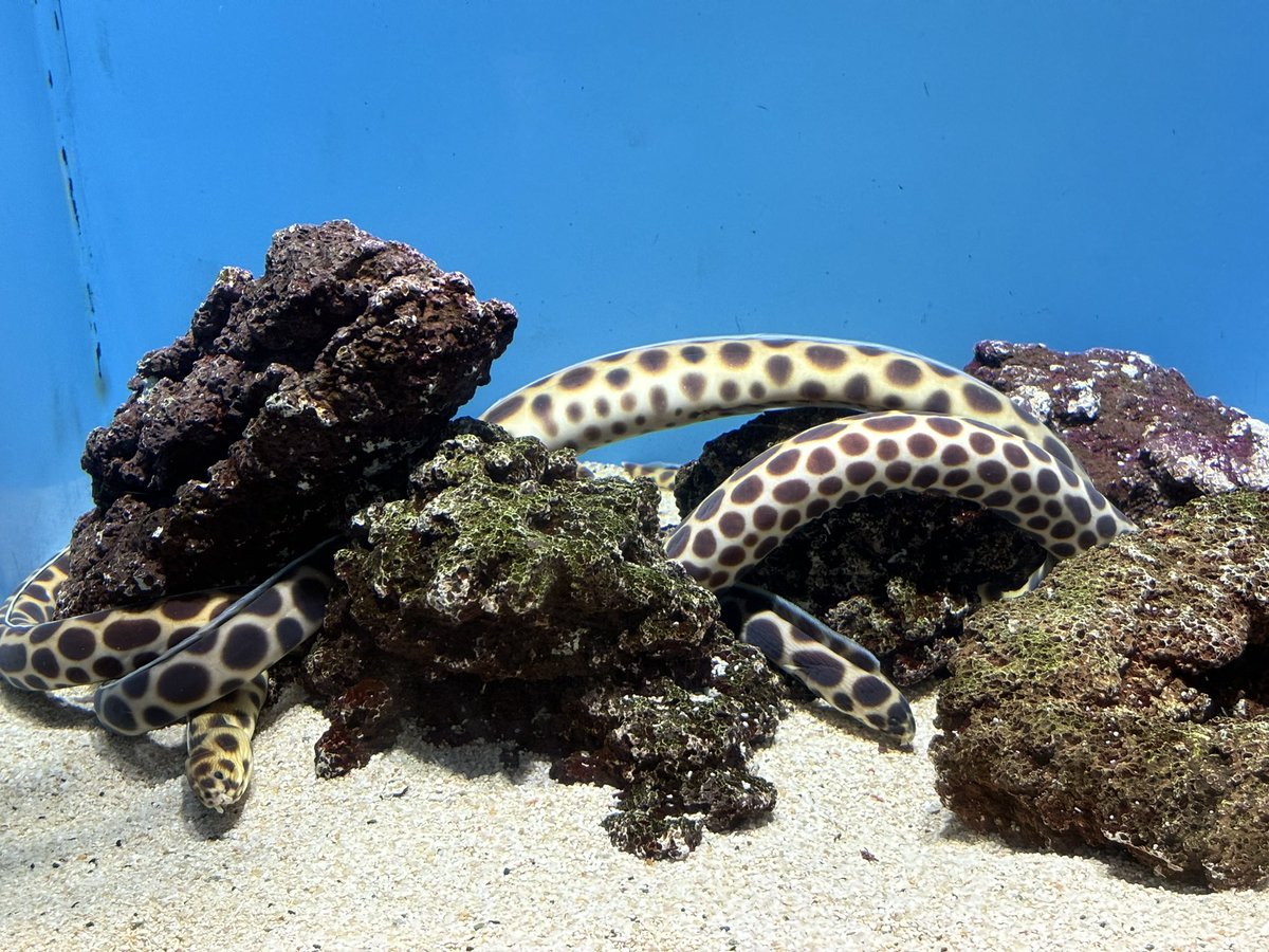 キリン🦒柄のヘビがおったわ🥳