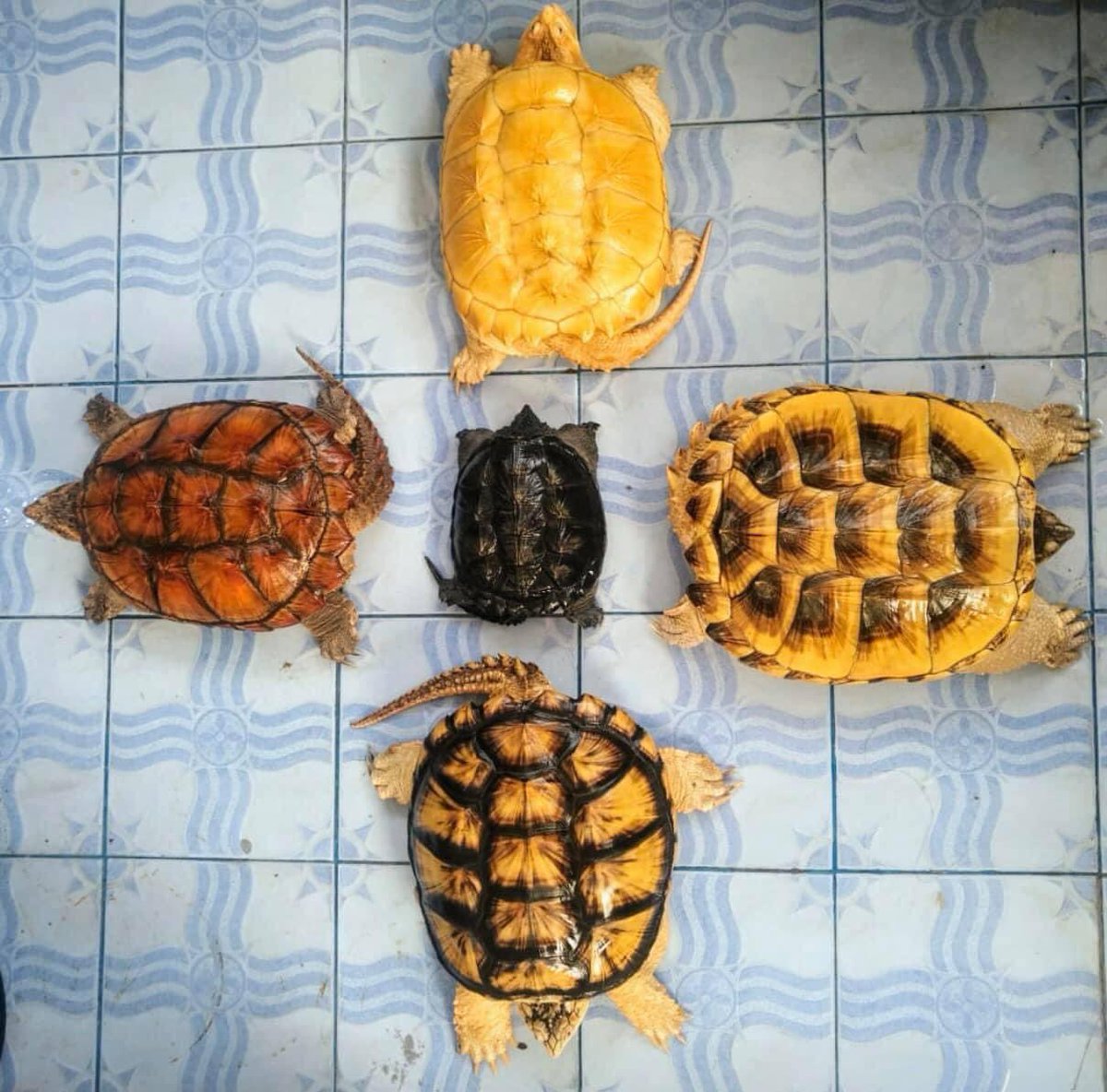 hthshop91's tweet photo. Toàn siêu phẩm 😳😳😳
#commonsnappingturtle #ruacasau #hthshop https://t.co/ChBFJpfJSK