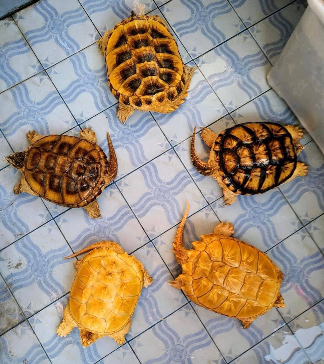 hthshop91's tweet photo. Toàn siêu phẩm 😳😳😳
#commonsnappingturtle #ruacasau #hthshop https://t.co/ChBFJpfJSK