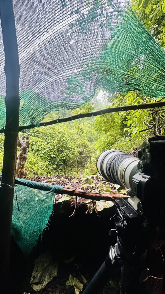 skeshwar_'s tweet photo. Waiting for the Oriental Dwarf Kingfisher #odkf #karnala https://t.co/6Ne4OJBBic