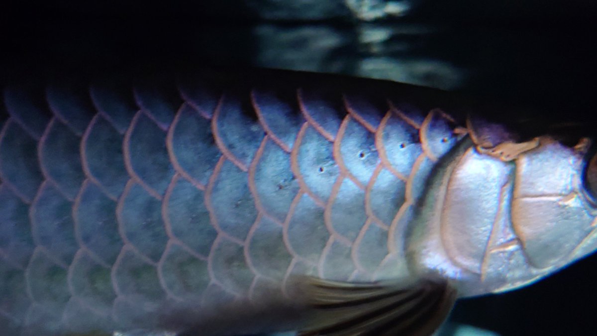 10月末まで
仕事の制限中ですので
自宅で引き込もっております。

久しぶりにゆっくり魚を見ると
アロワナって綺麗だと実感しました。