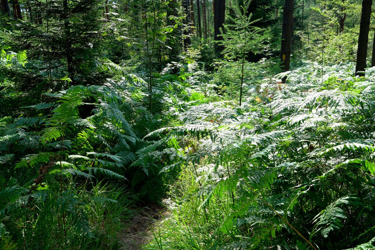 Forstler1's tweet photo. Auf dem #Forststeig Elbsandstein unterwegs. Ein Trekkingpfad, der gelbe Strich weist den Weg. Er führt durch romantische Landschaften und weite Wälder, in denen man mit Glück auch Tiere sehen kann, nicht nur ihre Knochen (Reh). https://t.co/O7dhVZwxRc