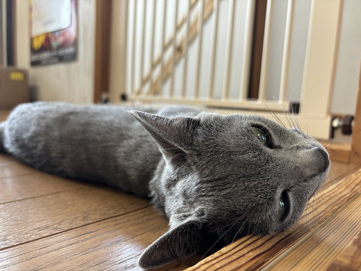 hacknnnnn's tweet photo. 案件化したいにゃあ、な顔 https://t.co/brfbLo5WpK