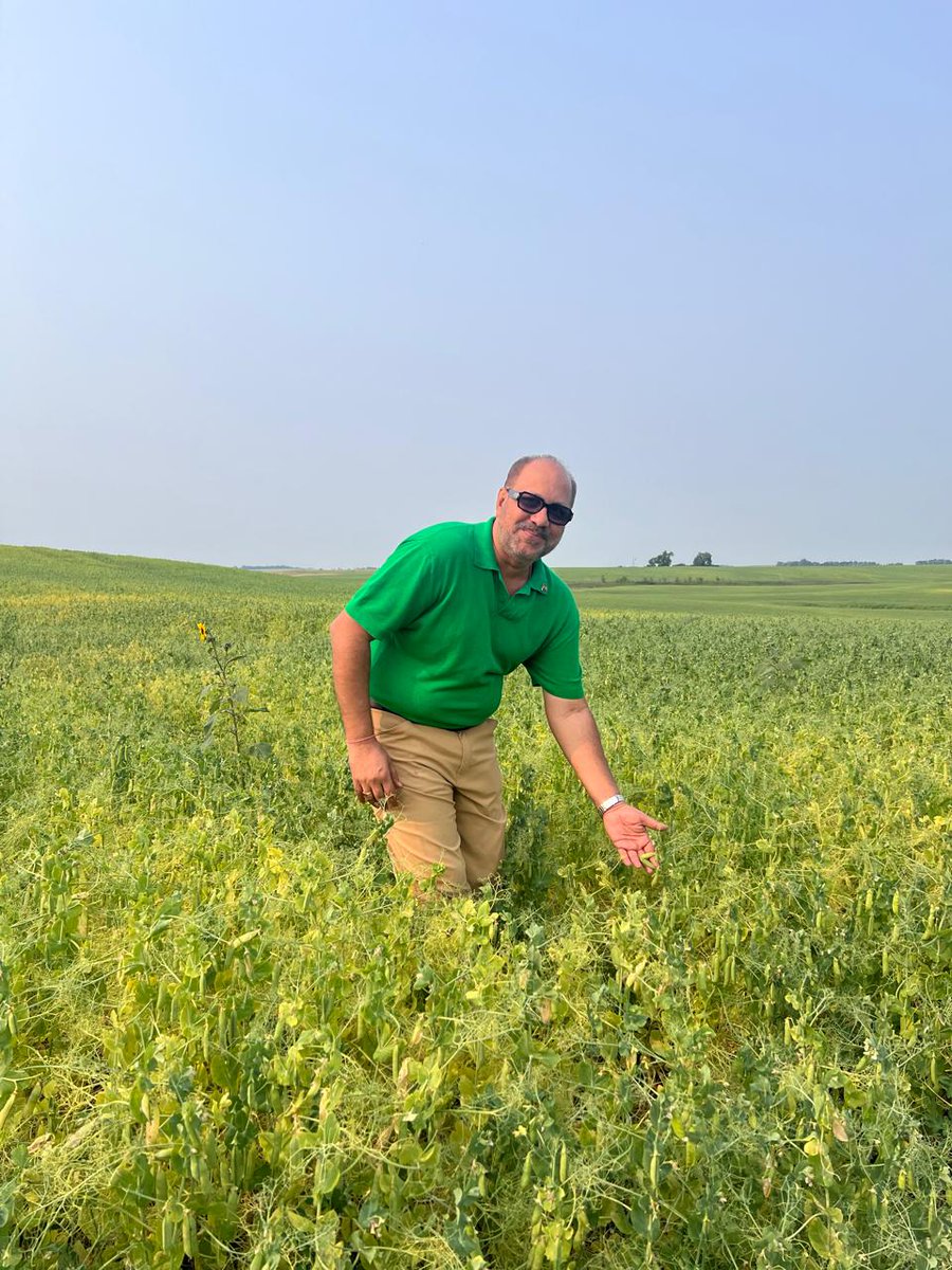 The world eyes on what could be 🇮🇳 decision on yellow pea after 31st oct 
<a href="/USAPulses/">USA Pulses</a>  dry #pea is gift to the fraternity. We ack your effort to get imp trade personnels on the field and give a first-hand experience of the soil!

USA is amazing. They take AGRICULTRE seriously!