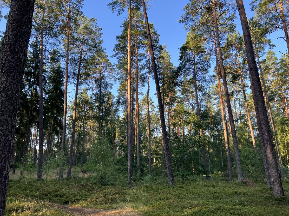 ArkadyRzegocki's tweet image. Dobrej niedzieli! Have a nice Sunday! #kaszuby #FioletowaTrojka #poland