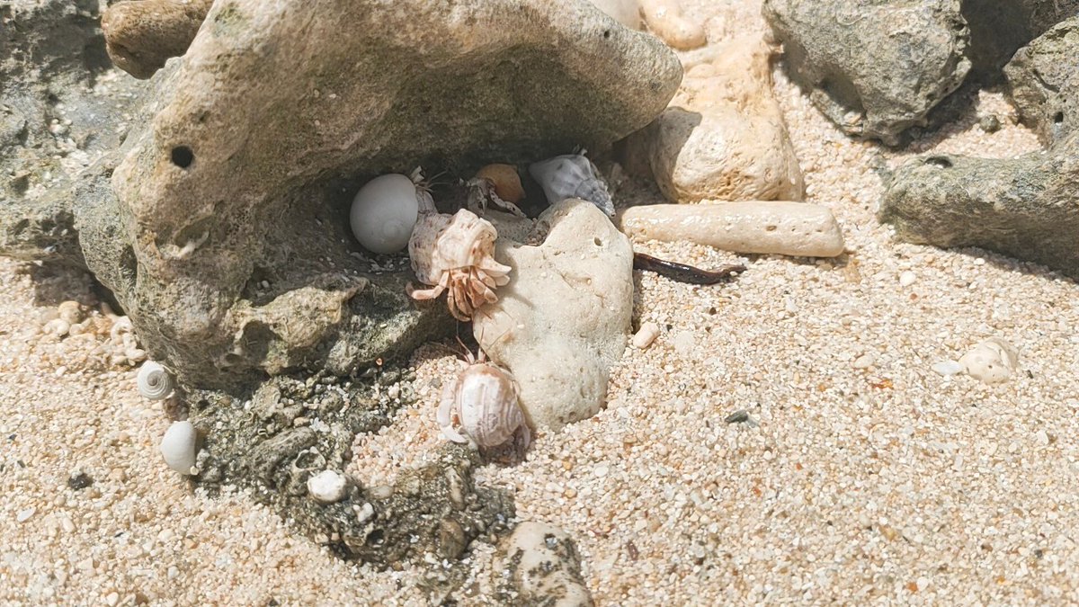 noco2_sisters's tweet photo. 石垣島＆西表島で出会った生き物たち⑥🌱
【ヤドカリ・カニ編】
1-ミナミコメツキガニ
2-ムラサキオカヤドカリ・ナキオカヤドカリ？
3-ヒメシオマネキ？
集団行動するミナミコメツキガニ、はぐれてた

⚠違法採集や過剰撮影を防ぐため、場所は記載しません
⚠生き物に配慮して観察・撮影しています https://t.co/b2Og4b4Eqo