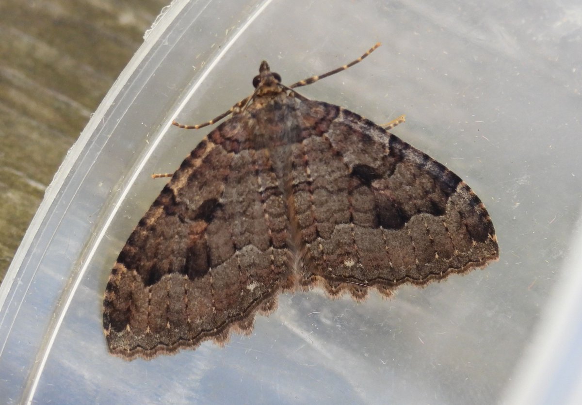 2 new moths for me in the last couple of days - Lesser Wax Moth &amp; Tissue