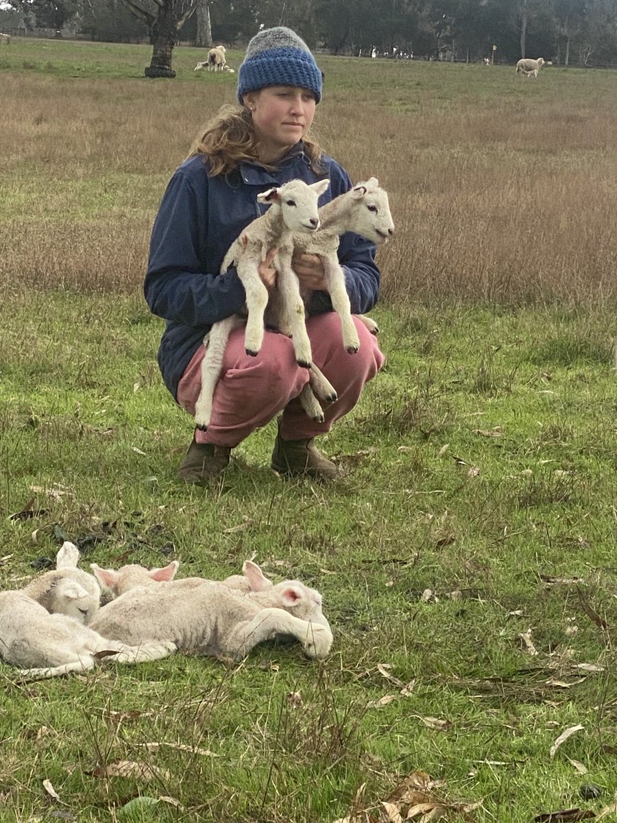 paradooprime's tweet photo. School holidays is handy when we need extra hands at stud lambing time. Weighing and tagging 3 can be tricky by yourself let alone 5🙄 #performancerecord #lambplan #asbvs #mla #precisionlambing #paradooprime https://t.co/hlga0uXUFS