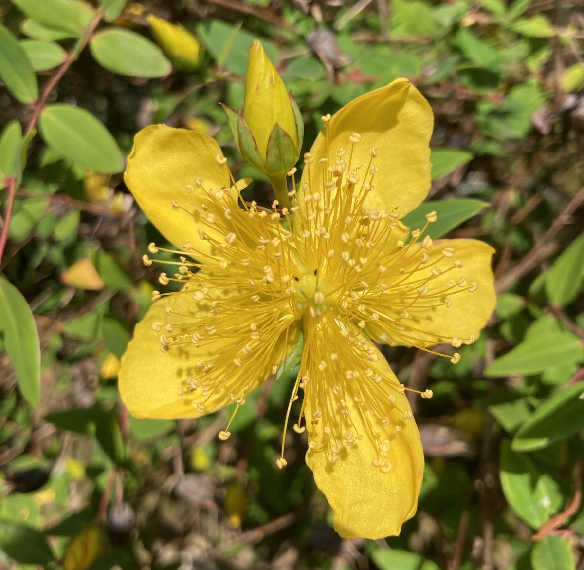 barbosavl's tweet image. Good morning with a sunny Hypericum/St John’s wort for #SundayYellow 
Have a fun Sunday!
#flowers #hypericum #FlowerPhotography #SundayMotivation