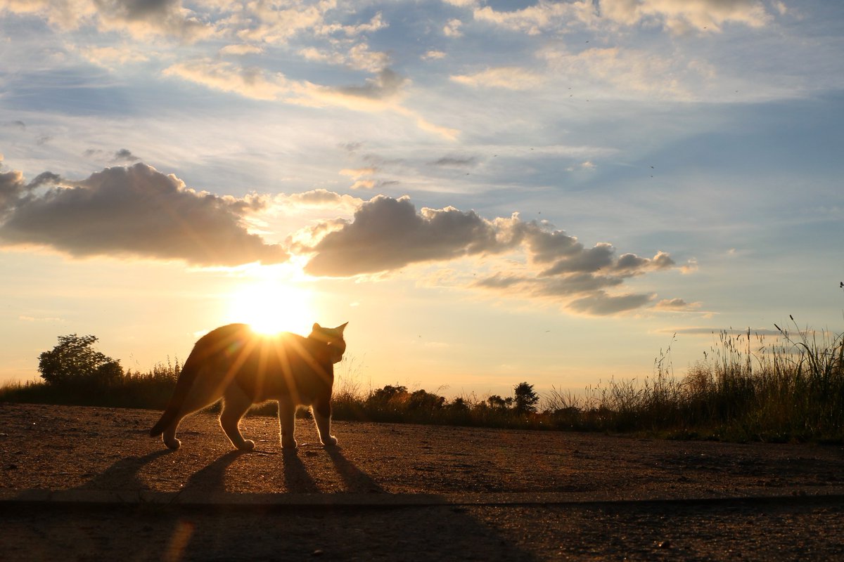 Die Wetteraussichten für das #Sommerfest heute sind: heiß. 🌞Sehr heiß. Wir haben kühle Getränke &amp; Eis für euch, viele Bäume, deren Schatten ihr lieben werdet – &amp; notfalls werfen wir die Geländeduschen an. Gewitterregen soll uns nämlich erspart bleiben. Wir freuen uns auf euch!❤