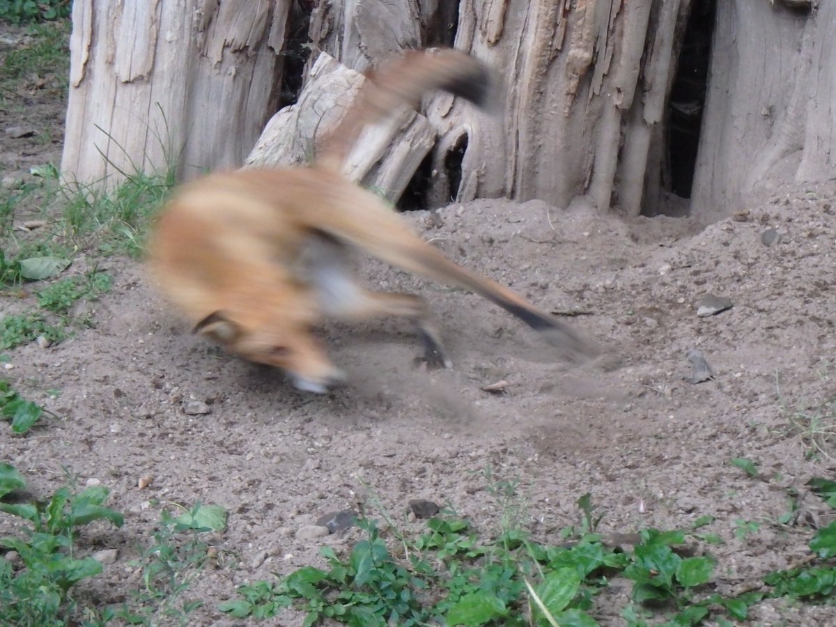 mfmtbtmfm's tweet photo. 🦊
レイクくん危機一髪😆

#きたきつね #北きつね牧場 https://t.co/i2chbQDi7i