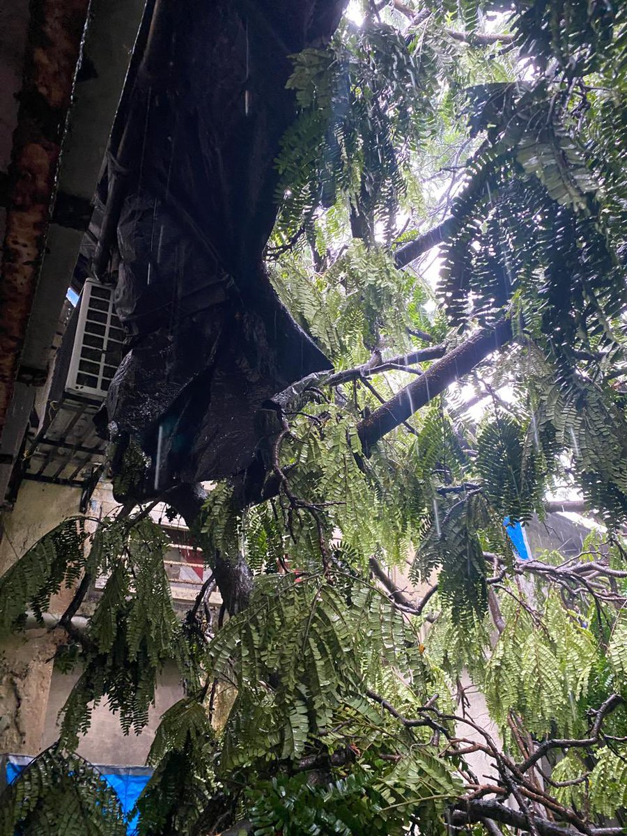 ShoebMustafa's tweet photo. Tree have fallen due to heavy rain at a couple of house in my locality.. @mybmcWardPN plz help @DakshaPatel36 #MumbaiRains 
Location : Burhani Marg, Near COD military gate, Bandongri https://t.co/7BQ9LVK2fX