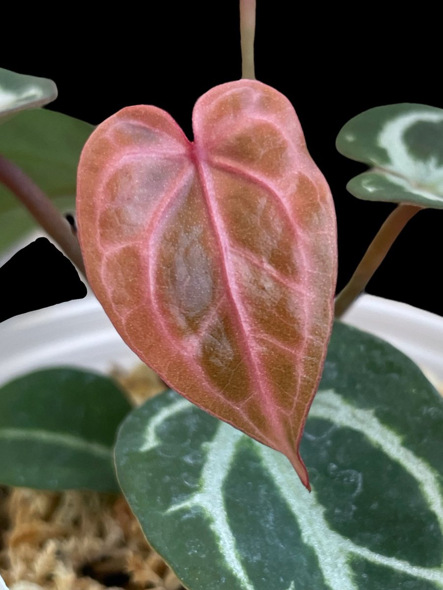 アンスリウム パピ（ミシェルxザラ） x オレンジスパイダー‬