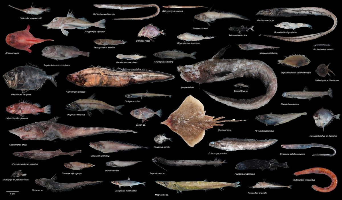 林千翔 (Chien-Hsiang Lin) tweet media