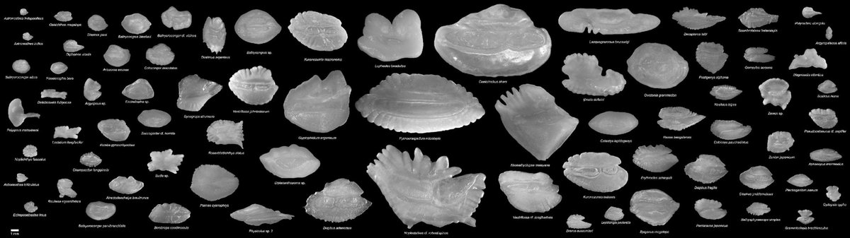 林千翔 (Chien-Hsiang Lin) tweet media