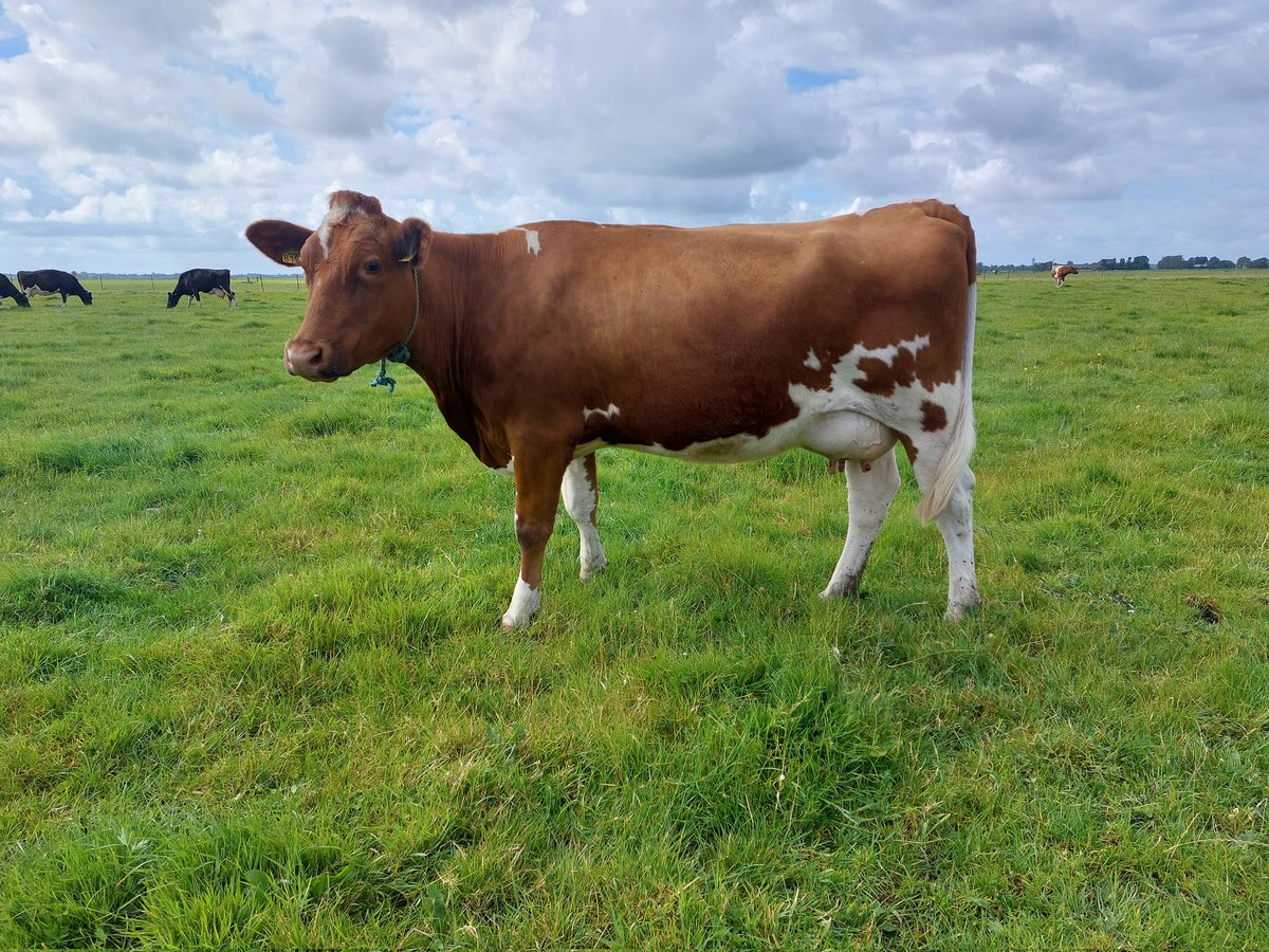 Drie mooie Folker 5592 dochters. Met zulke koeien kun je boer blijven. Sterke koeien, die weinig vragen, de dierenarts bijna nooit zien en oud worden.

Op het bedrijf van de fokker Jan Fokker lopen meerdere dochters, de oudste 2 zijn 8 en 9 jaar en toppers roodbontfriesvee.nl/rood-bont-frie…