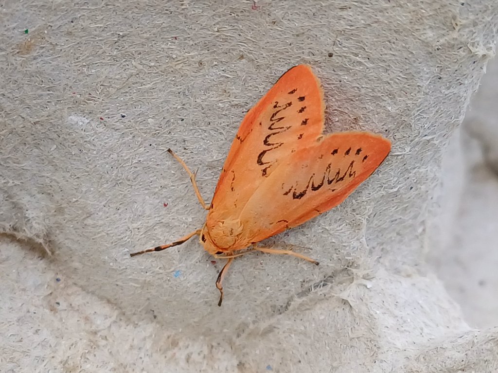 I do love a pristine Rosy Footman!
#teammoth
