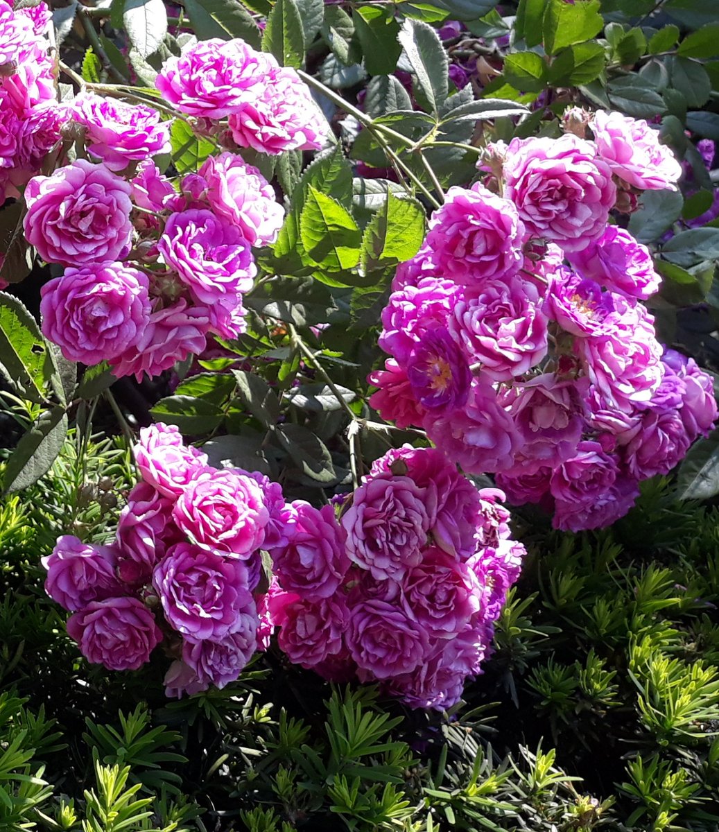 Habt einen schönen Sonntag 🌸
#Flowers #NaturePhotography #flowerphotography #nature