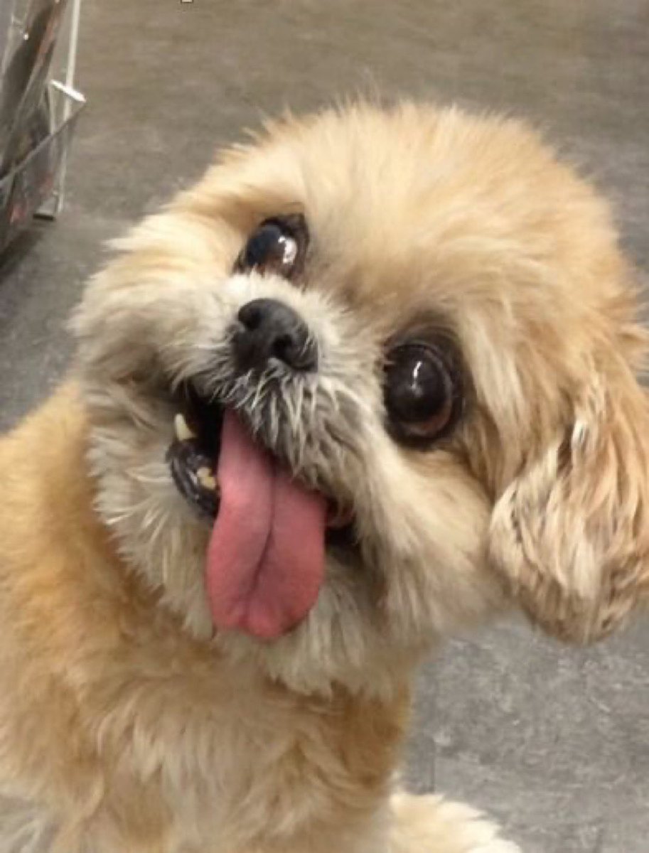 Yennii56's tweet photo. The dog is fucking retarded https://t.co/vPsKFCb0j6
