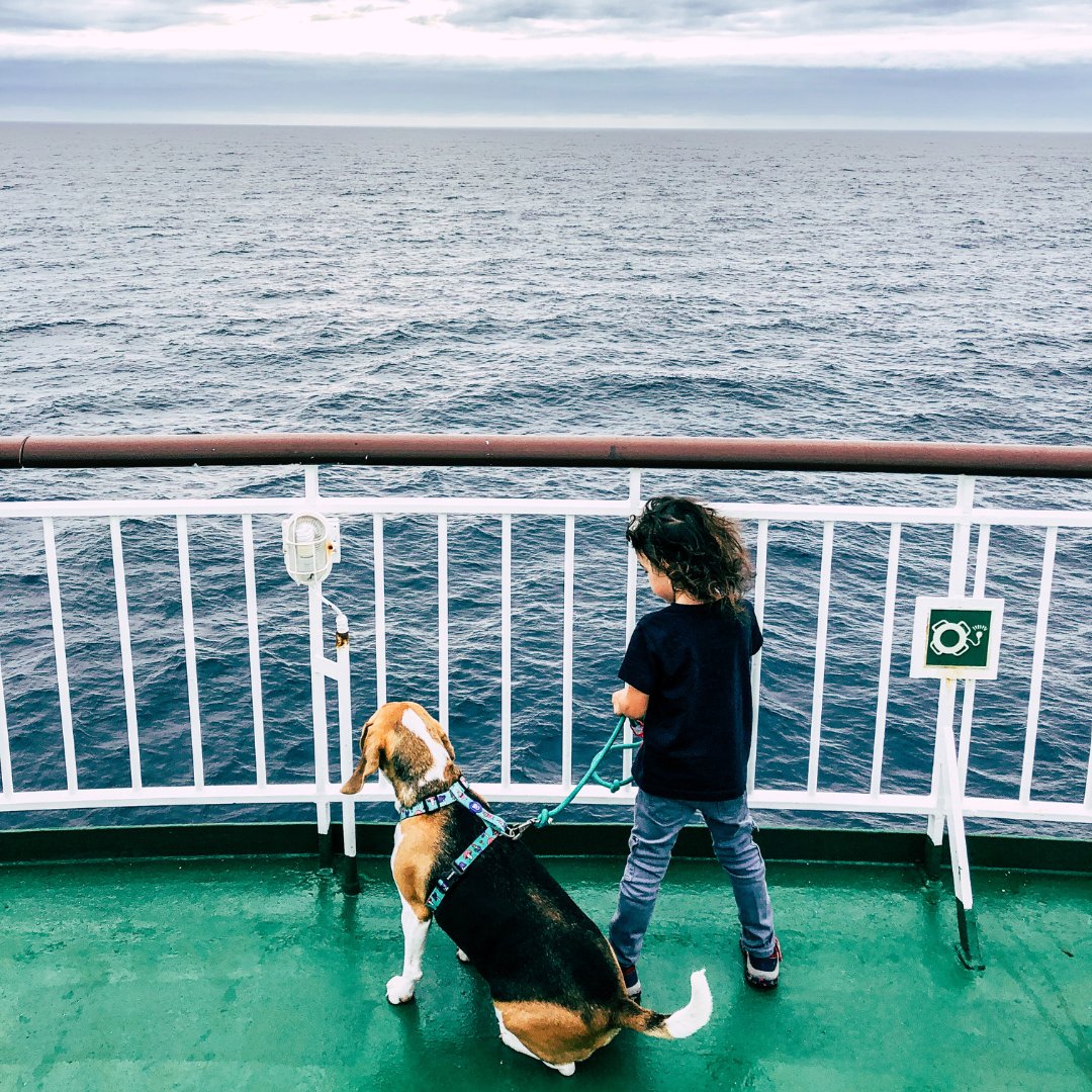 BaleariaCanaria's tweet photo. 🐶En el #DíaDelPerro celebramos que puedas viajar con tu mejor amigo peludo.🚢 Disfruta de la travesía con tu #mascota y reserva tu camarote adaptado o viaje en #PremiumClass en https://t.co/m9qWU0yxzI https://t.co/fc0V9ean15