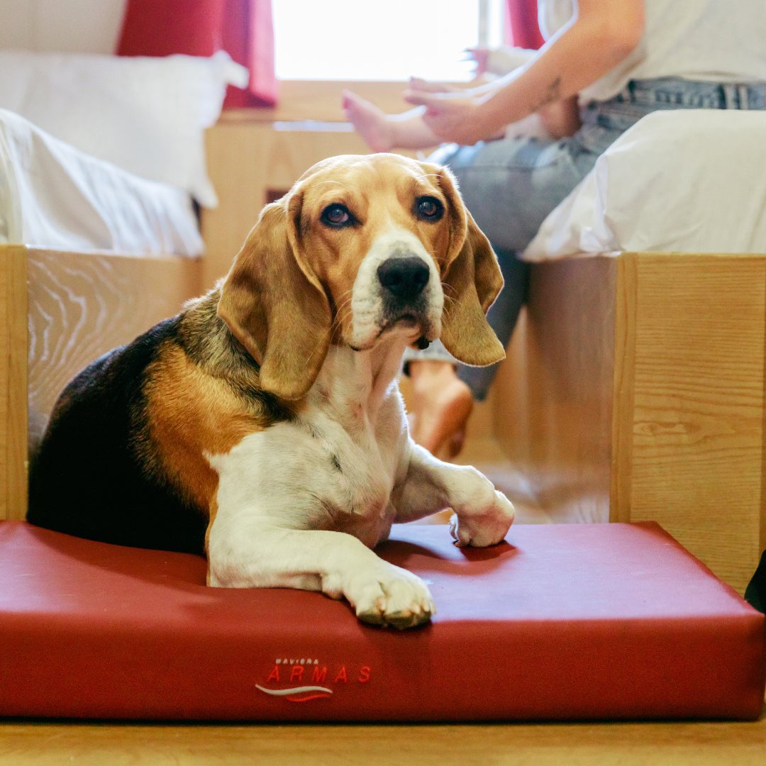 BaleariaCanaria's tweet photo. 🐶En el #DíaDelPerro celebramos que puedas viajar con tu mejor amigo peludo.🚢 Disfruta de la travesía con tu #mascota y reserva tu camarote adaptado o viaje en #PremiumClass en https://t.co/m9qWU0yxzI https://t.co/fc0V9ean15