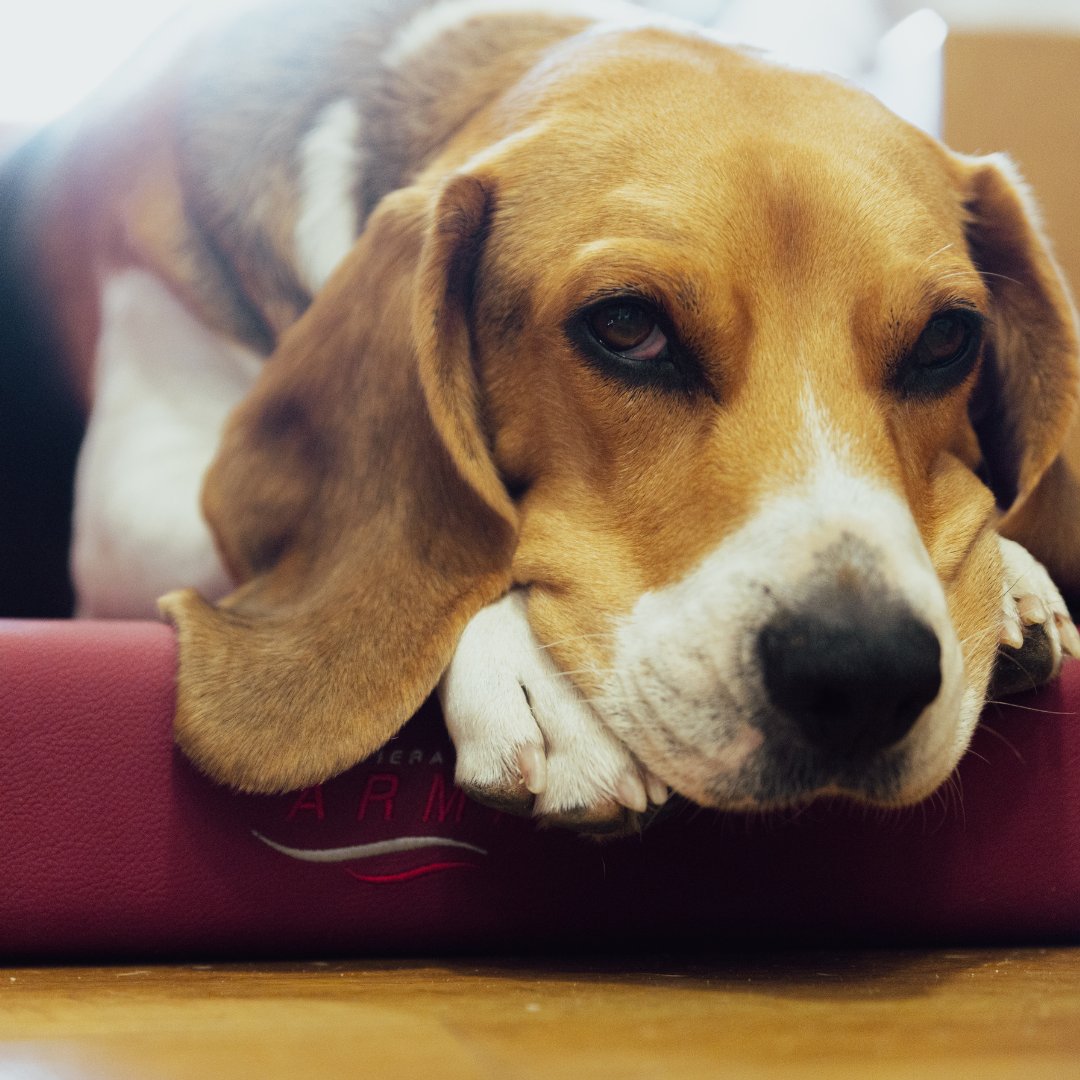 BaleariaCanaria's tweet photo. 🐶En el #DíaDelPerro celebramos que puedas viajar con tu mejor amigo peludo.🚢 Disfruta de la travesía con tu #mascota y reserva tu camarote adaptado o viaje en #PremiumClass en https://t.co/m9qWU0yxzI https://t.co/fc0V9ean15