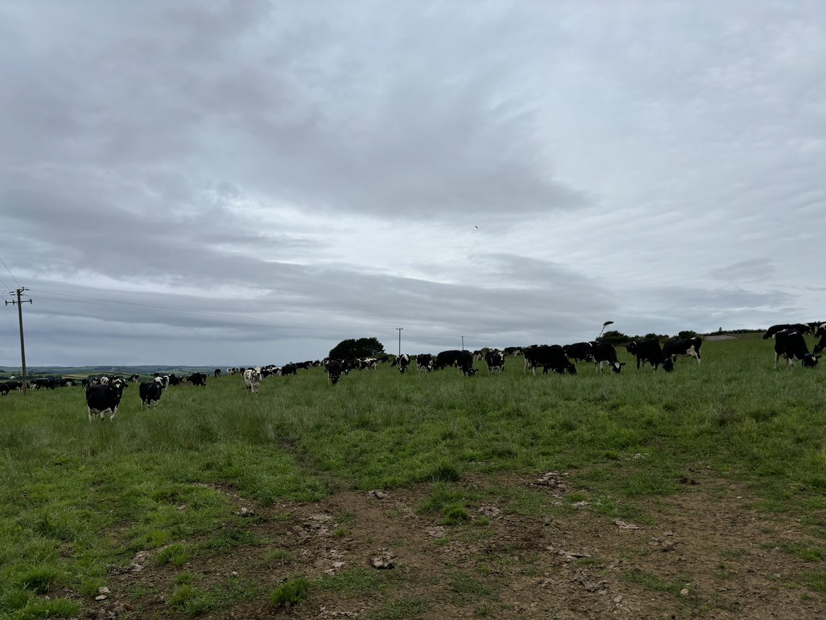 AlanJagoe_Macra's tweet photo. Cows milked (and next to the yard) โ
Cork flag up โ
Dinner ate to have clear run of the day โฆ. Well kind of โ
#honcork
#updarebels
#CorkGAA https://t.co/FkPUoMmyyU