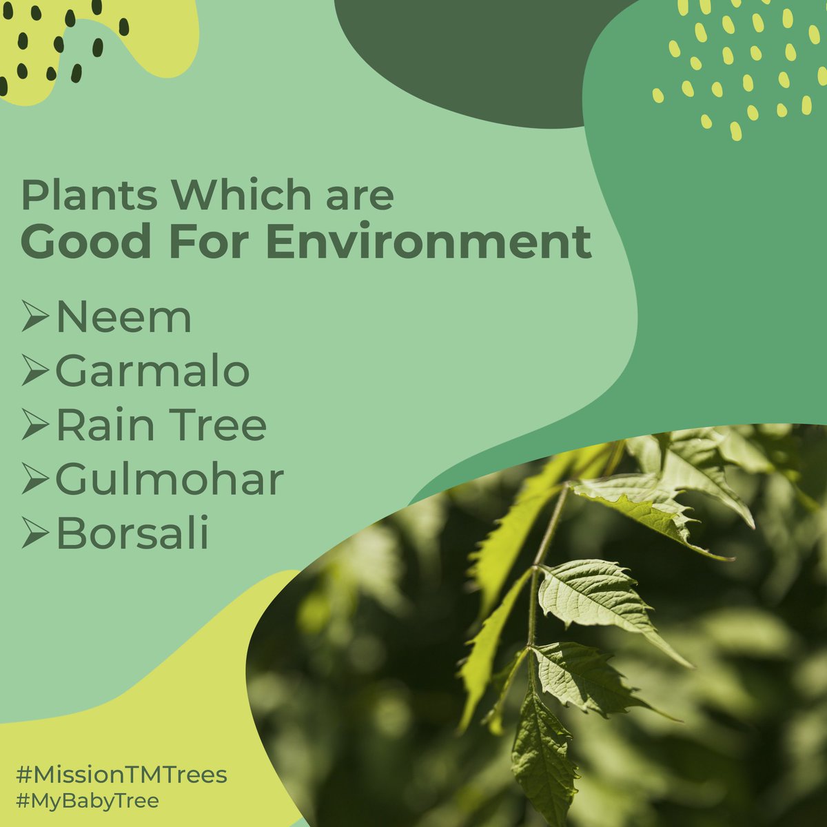 aditiraval's tweet image. ઝાડ વાવતાં પહેલાં જાણવાં જેવી બાબતો.. 
#MissionTMTrees #myBabyTree