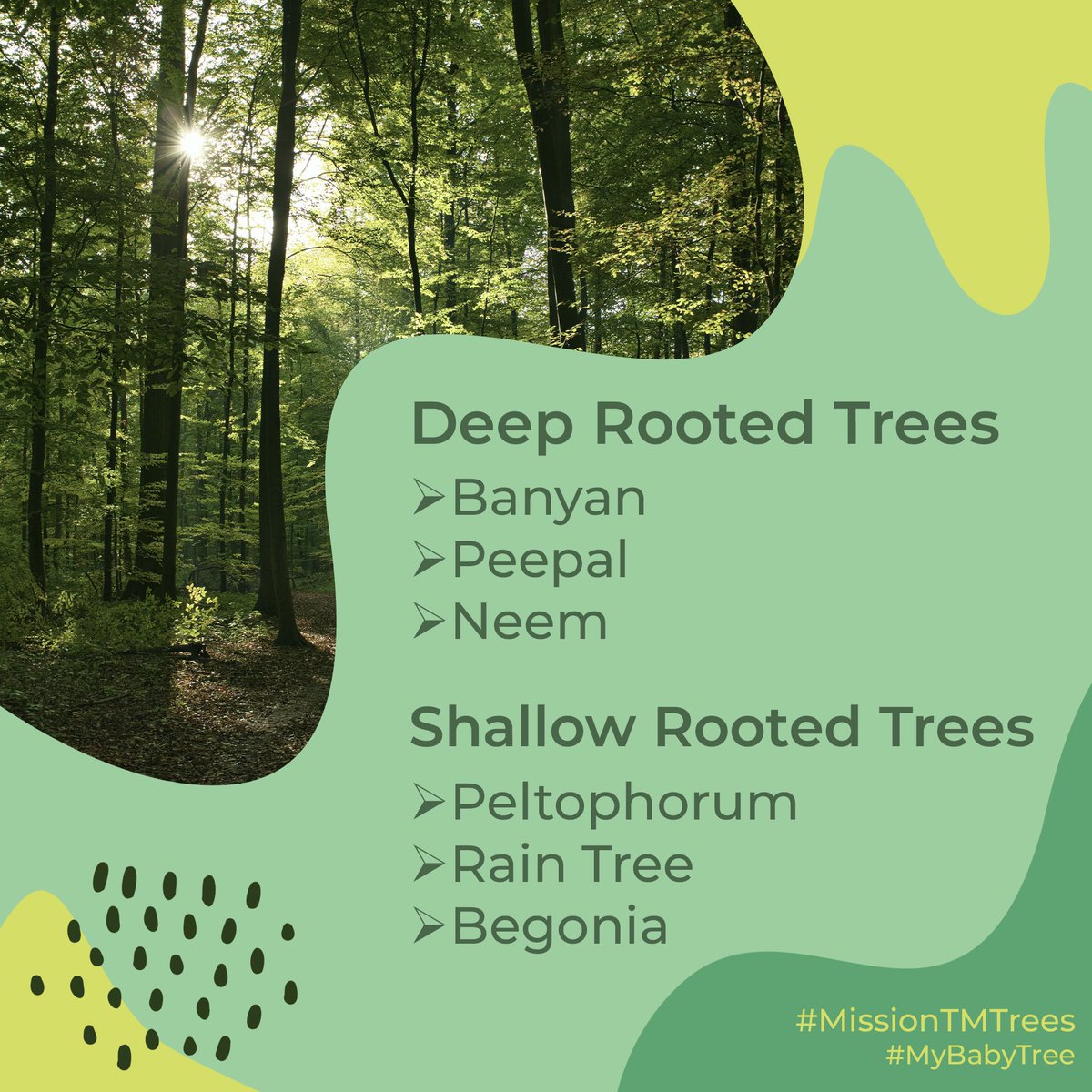 aditiraval's tweet image. ઝાડ વાવતાં પહેલાં જાણવાં જેવી બાબતો.. 
#MissionTMTrees #myBabyTree