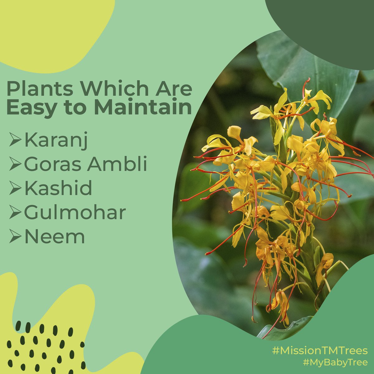 aditiraval's tweet image. ઝાડ વાવતાં પહેલાં જાણવાં જેવી બાબતો.. 
#MissionTMTrees #myBabyTree