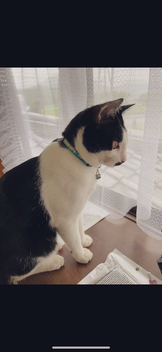 runntannw11's tweet photo. 探しても見つからないと思ってると...
窓際で静かにしっぽ振ってた🐈🐾
 #窓際に猫 
 #保護猫  #保護猫と暮らす  #ねこのいる幸せ  #ねこのいる暮らし  #愛猫  #猫好きさんと繋がりたい #寝相のすごい猫 https://t.co/8somoMXPKR