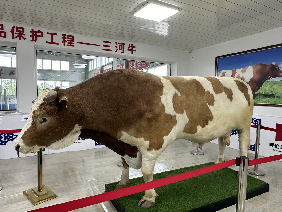 Гурван голын үхрийн чихмэг.  Энэ бух хүндийн жингээрээ 1.5 тонн.