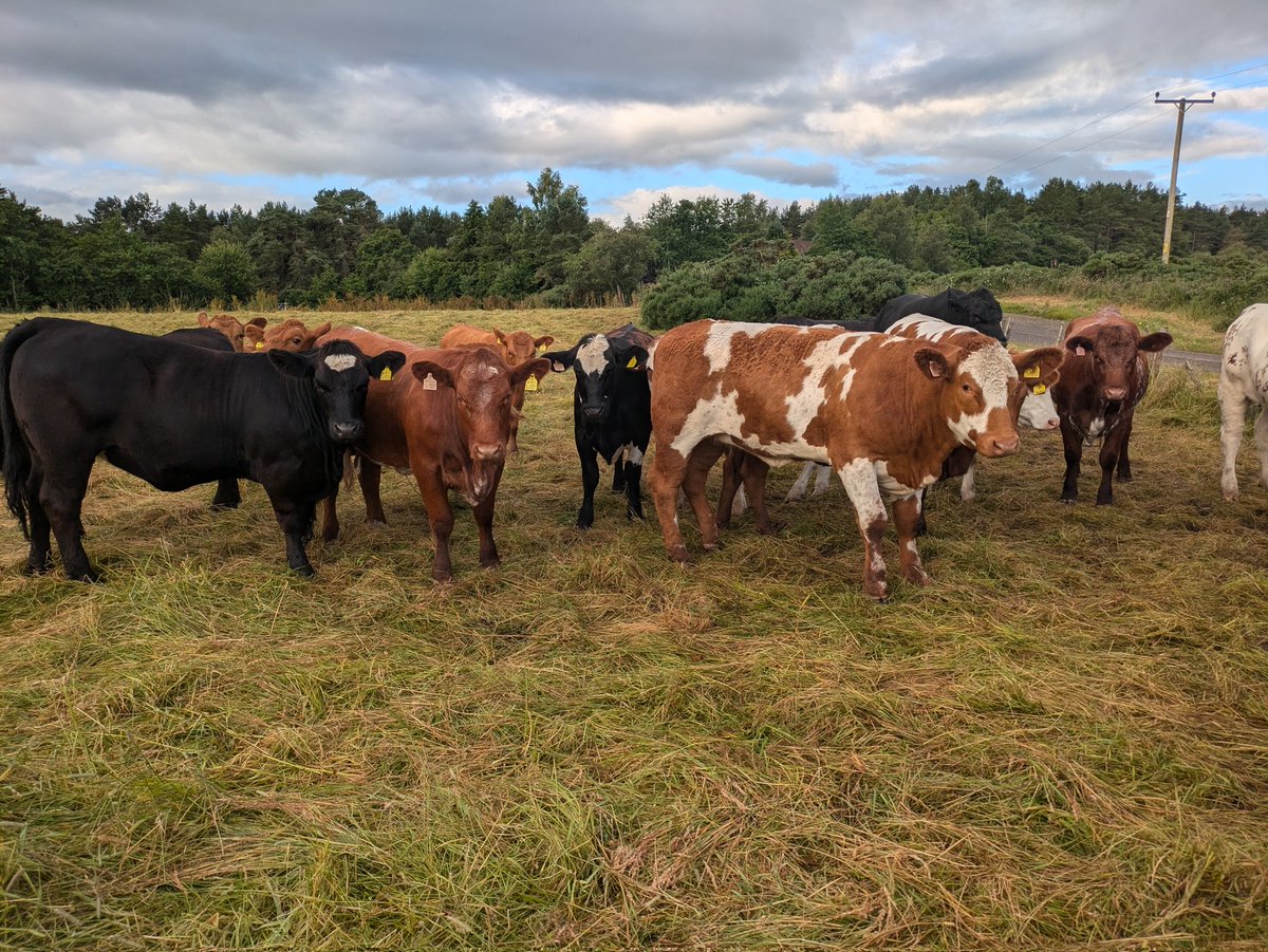 vaderbogger's tweet photo. Phone call last night, these ladies. out at Dornoch. Fortunately one of the local crofters got them in. Up this morning to "sort" the fence half  of the group bulling it seems.

 My penance was the #midgies and #clegs man they were biting quickest fence repair ever! https://t.co/8avcDHw1DA