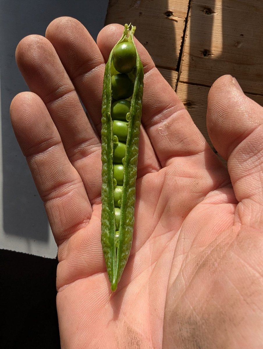 Sweet peas are not only delicious but also packed with nutrients? They are a great source of vitamins A, C, and K, as well as fiber and antioxidants. Add some sweet peas to your meals for a boost of nutrition and color! 🌿🌸 #SweetPeas #Nutrition #HealthyEating #mcngcic