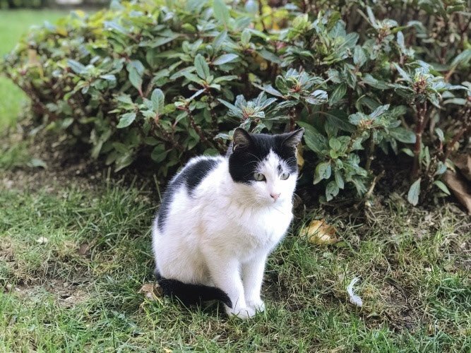 -Kediler

*Yalnız dolaşırlar
*Durduk yere saldırmazlar
*İnsanlara zarar vermezler 
*Dışkısını toprağa yapar, gömerler
*Asildirler, kendilerini sevdirirler
*Doğada kendi kendilerine beslenebilirler 
*Az mama tüketir lobi tarafından sevilmezler