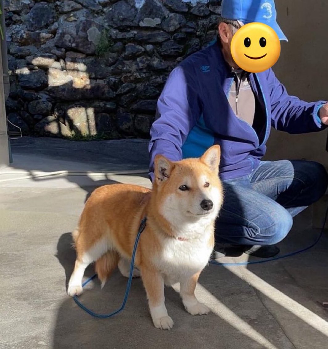 コーギーと柴犬のハーフなんだけど可愛すぎない？