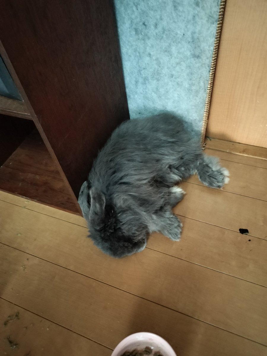 rinkingtime's tweet photo. あつすぎる💦 https://t.co/fbMpq7h7va