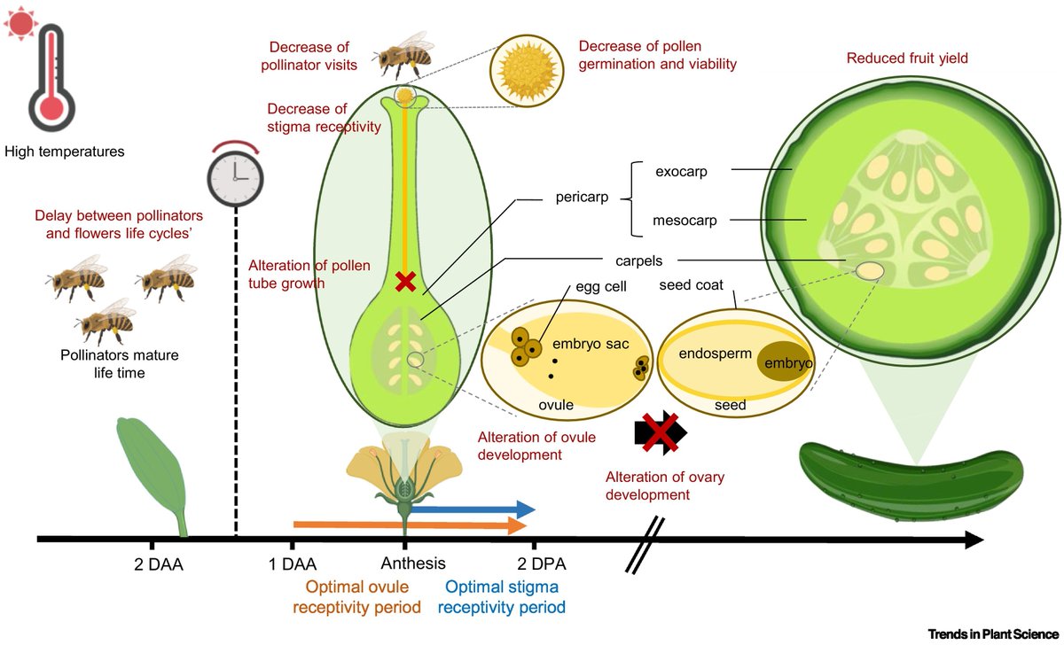 Dr Asim Munawar (@asimmunawar62) on Twitter photo Parthenocarpy is a key trait to reduce the climate dependency of fruit crops👍
<a href="/TrendsPlantSci/">TrendsPlantSci</a> <a href="/ClimateReality/">Climate Reality</a> <a href="/globalwarmingt/">GlobalWarming Times</a> Parthenocarpy is a key trait to reduce the climate dependency of fruit crops👍
<a href="/TrendsPlantSci/">TrendsPlantSci</a> <a href="/ClimateReality/">Climate Reality</a> <a href="/globalwarmingt/">GlobalWarming Times</a>