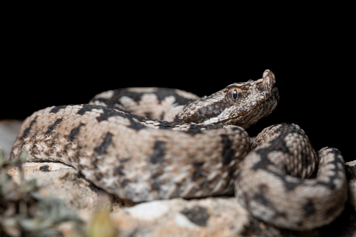 Si me preguntan si los dragones existen, mi respuesta será clara. La víbora hocicuda "Vipera latastei" debería ser un símbolo de nuestra fauna ibérica. Por desgracia, existen multitud de falsas creencias acerca de este animal.