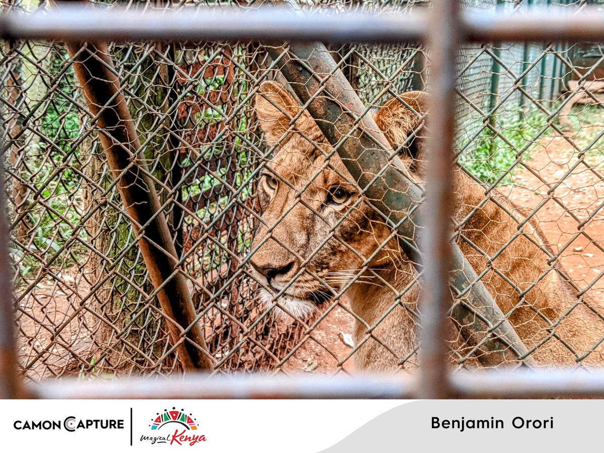TECNOMobile254's tweet photo. CAMON CAPTURE Winning Submissions Shot On CAMON by our one of our outstanding participants
#camoncapture #shotoncamon #tembeakenya #Magicalkenya https://t.co/SekesZsmZ3