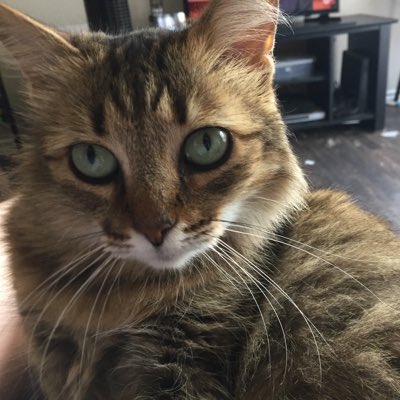 lostalpo's tweet photo. #NewProfilePic https://t.co/dRbAFtPqGq