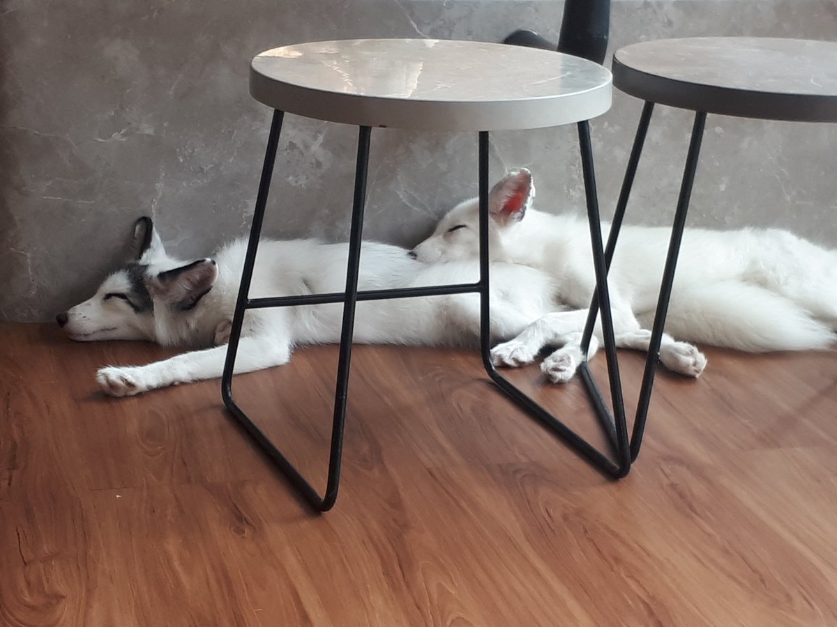 nuo2x2's tweet photo. lifegoal updated, need to find someone that could sleep well even on my bum ๐๐๐ #digitalphotography #mobilephotography #phonephotography #fox #kitsune #lazysunday #sundayvibes #sleep #cute #Peaceful #weekend #WeekendCrush https://t.co/QmKET1oeLK