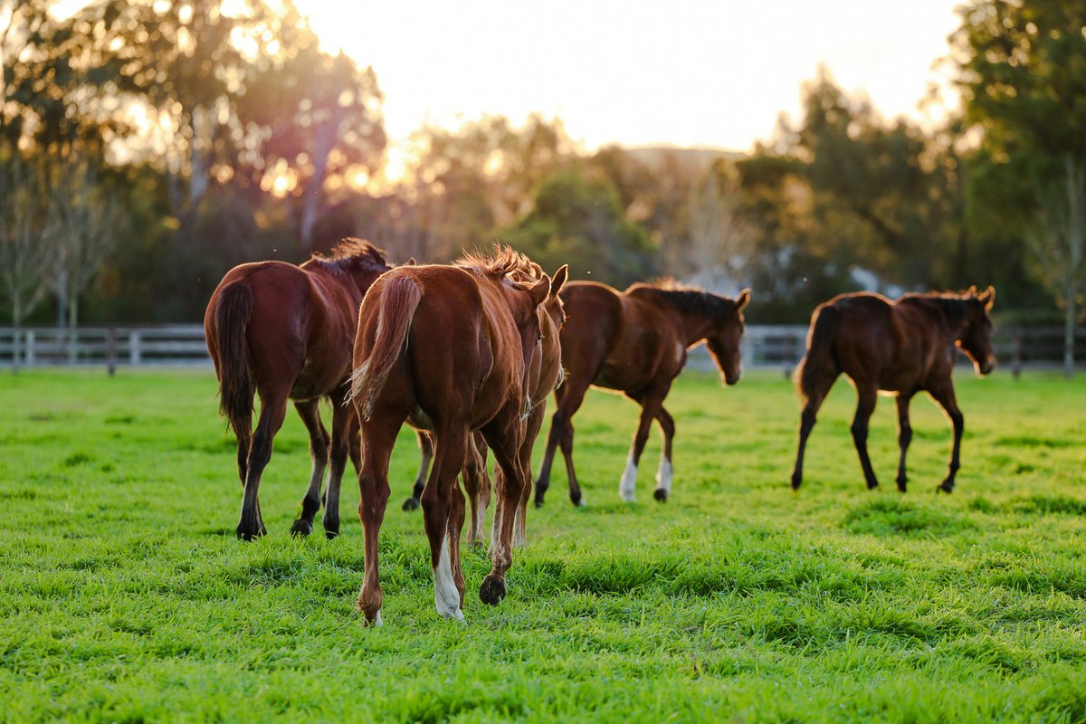 ArrowfieldStud's tweet photo. Winter evenings in all of their glory.

#arrowfield #discovergreatness #winter #weanlings https://t.co/h9U5Cm4kgW