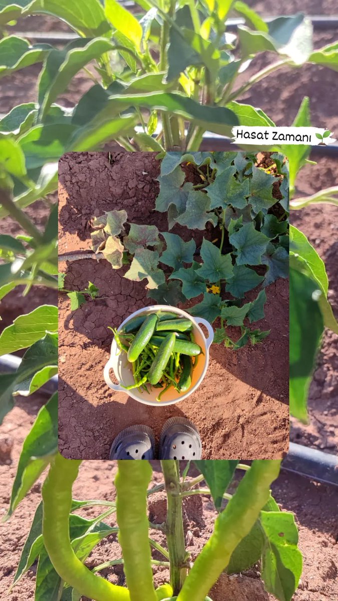 yamaneli (@eliifymnn) on Twitter photo 