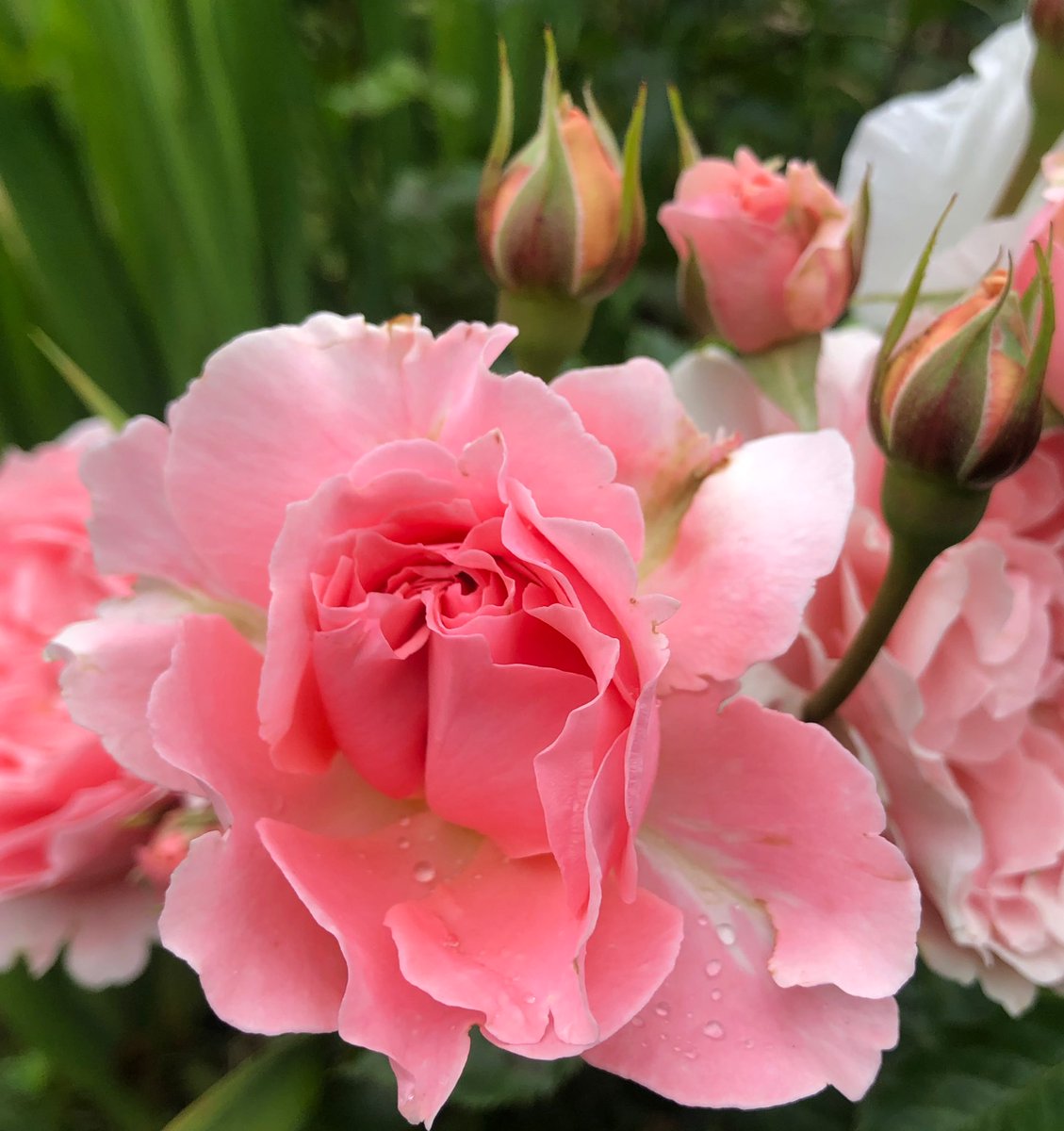 2AimeePhillips's tweet photo. Good morning Beautiful People🥰🌸
Wonderful Sunday to you all, have a beautiful day and share those amazing smiles.
What simple things make you happy, today?

 #Weather #naturewalk  #StormHour @ThePhotoHour #Nature #Gardener #RoseGarden🌹 #Gardening #Flowers #Happiness #ThankYou https://t.co/vs8BFKTr9s
