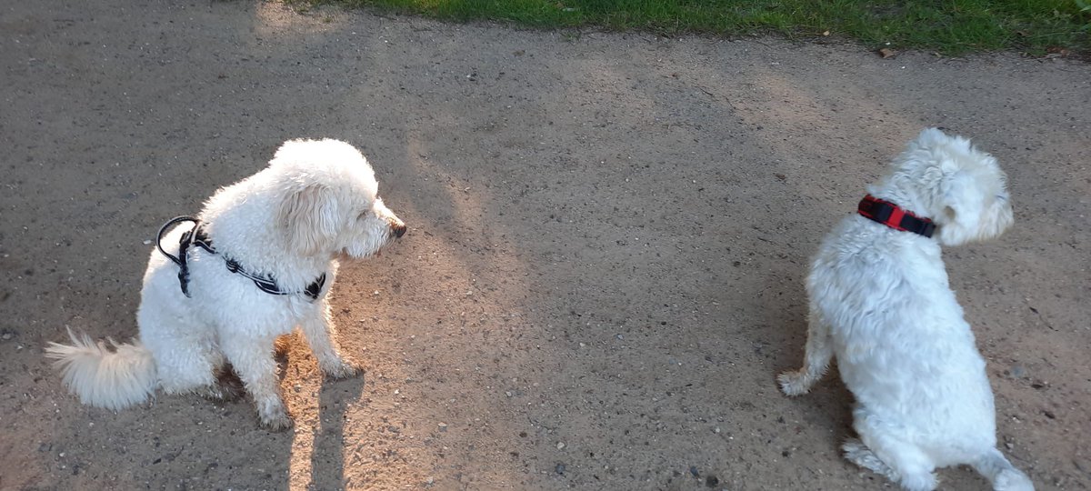 Ratespiel in weiß/weiß

Habe heute morgen einen neuen Zwillings-Kumpel getroffen♊️

Und jetzt weiß ich selbst nicht mehr, ob ich links oder rechts bin? 🤔

Könnt Ihr helfen?

🐩🐩👀🤔

#TwitterRudel #SkippiBarkow #SchnauzerGang #Schnauzer #DogsOfTwitter #Dogs 🐕